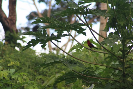 Sangre de Buey sobre uno de sus tronos en la rama de la Papaya. También es conocido como Red Tanager, pájaro típico de estas latitudes. Fotografía: Gustavo Legaz